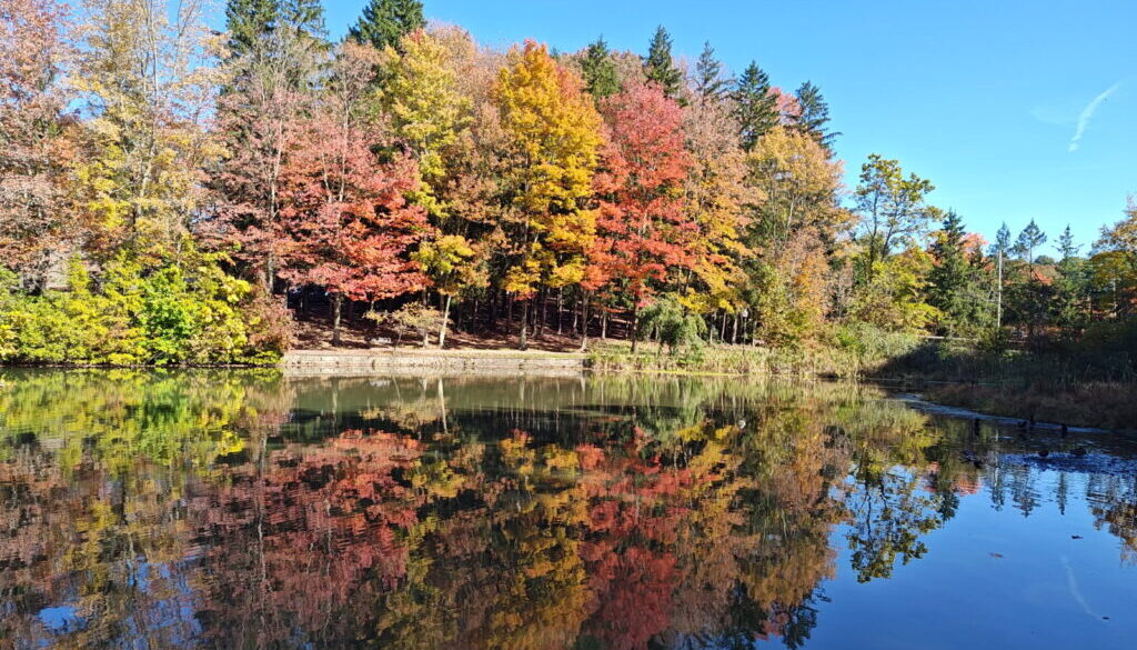 Fall reflection