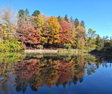 Fall reflection